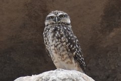 Athene cunicularia