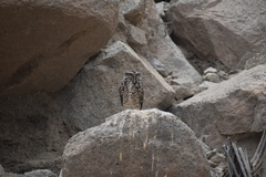 Athene cunicularia