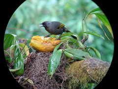 Trochalopteron melanostigma