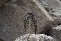 Athene cunicularia