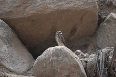 Athene cunicularia