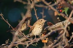 Catharus guttatus