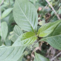Ruellia drummondiana