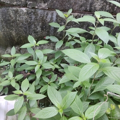Ruellia drummondiana