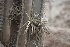 Tillandsia latifolia