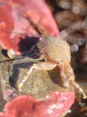 Petrolisthes manimaculis