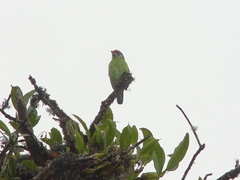 Psilopogon franklinii