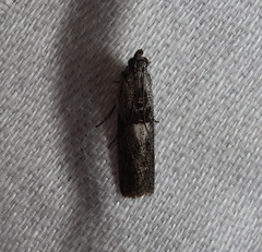 Sciota melanostyla