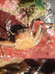 Petrolisthes manimaculis