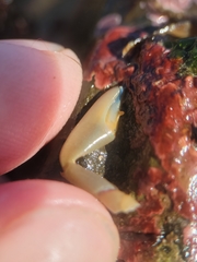 Petrolisthes manimaculis