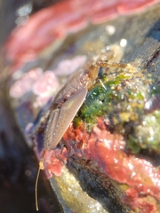 Petrolisthes manimaculis