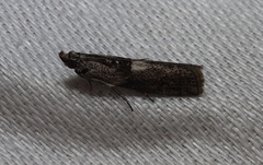 Sciota melanostyla
