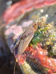 Petrolisthes manimaculis