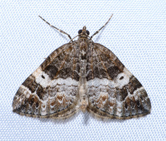 Dysstroma mancipata