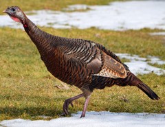 Wild Turkey photo 3