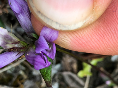Gentianella propinqua