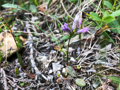 Gentianella propinqua