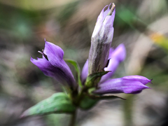 Gentianella propinqua