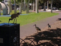 Threskiornis molucca