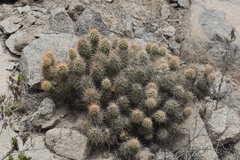 Cumulopuntia sphaerica