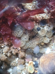 Distaplia occidentalis