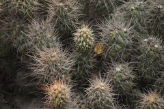 Cumulopuntia sphaerica