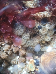 Distaplia occidentalis