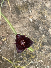 Calochortus nigrescens