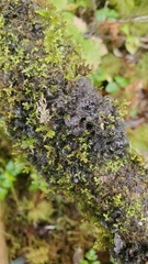 Collema nigrescens