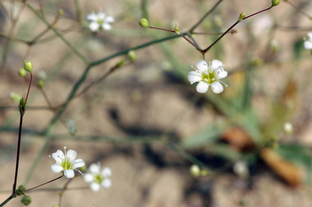 Gypsophila diffusa