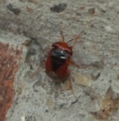Geocoris ochropterus