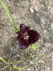 Calochortus nigrescens