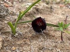Calochortus nigrescens