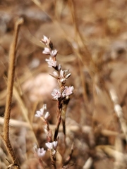 Polygonum californicum