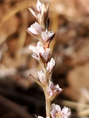 Polygonum californicum