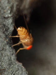 Drosophila tripunctata