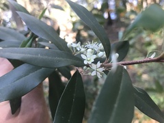 Nematolepis squamea squamea