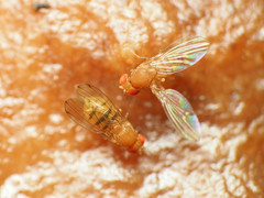 Drosophila tripunctata