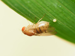 Drosophila tripunctata