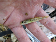 Etheostoma occidentale