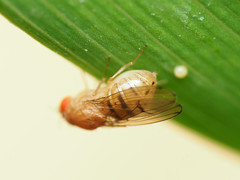 Drosophila tripunctata