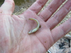 Etheostoma occidentale