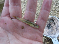 Etheostoma occidentale