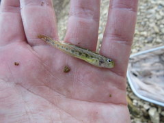 Etheostoma occidentale