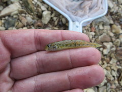 Etheostoma occidentale