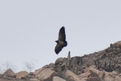 Geranoaetus melanoleucus