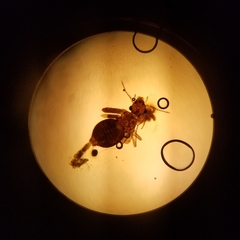 Archipsocus