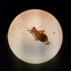 Archipsocus