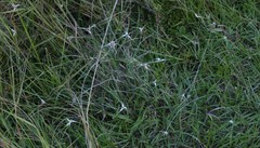 Rhynchospora colorata image