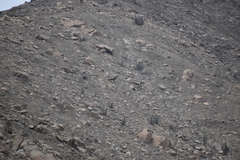 Geranoaetus melanoleucus